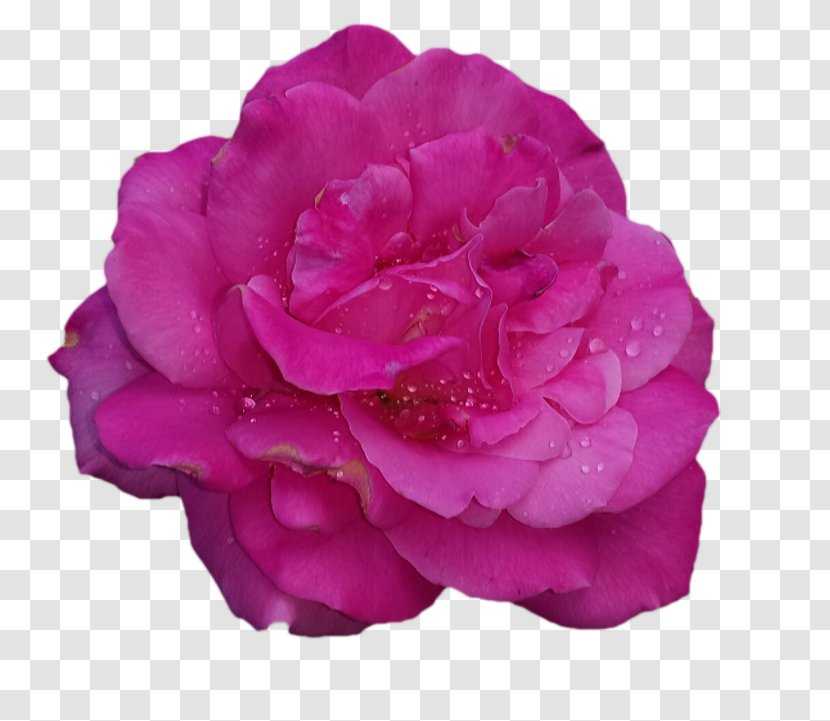 Garden Roses Cabbage Rose China Floribunda - Fresia Business Transparent PNG