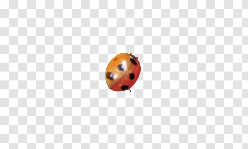 Euclidean Vector Icon - Ladybird - Ladybug Transparent PNG