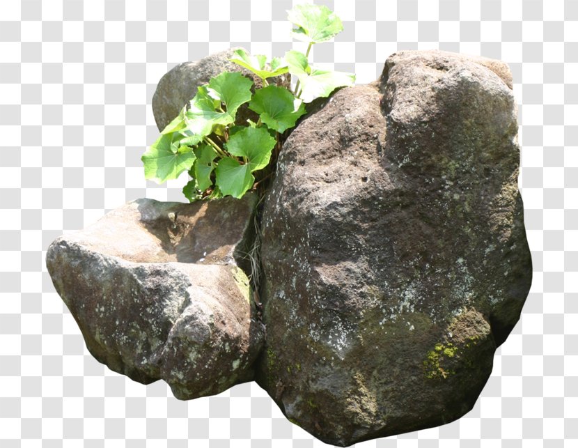 Rock Background - Boulder - Moss Plant Transparent PNG