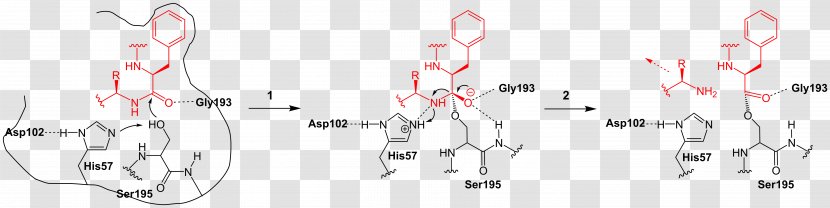 Chymotrypsin Catalytic Triad Enzyme Serine Protease - Tree - Part Transparent PNG