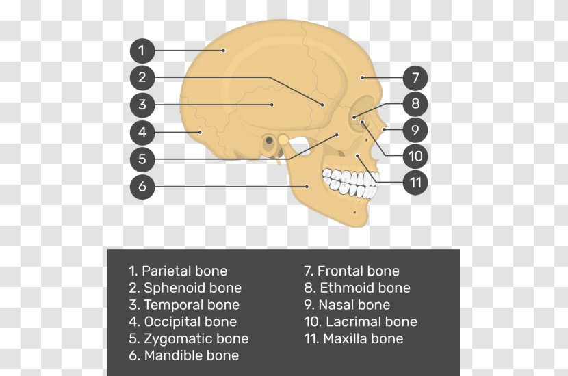 Skull Bone Anatomy Teres Major Muscle - Silhouette - And Transparent PNG