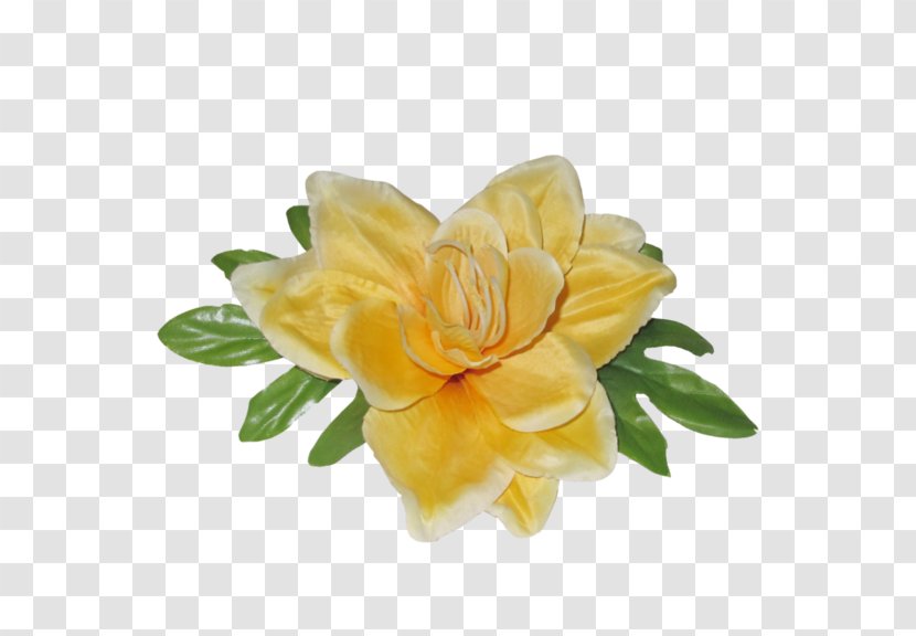 Cut Flowers Rose Family - Plant Transparent PNG