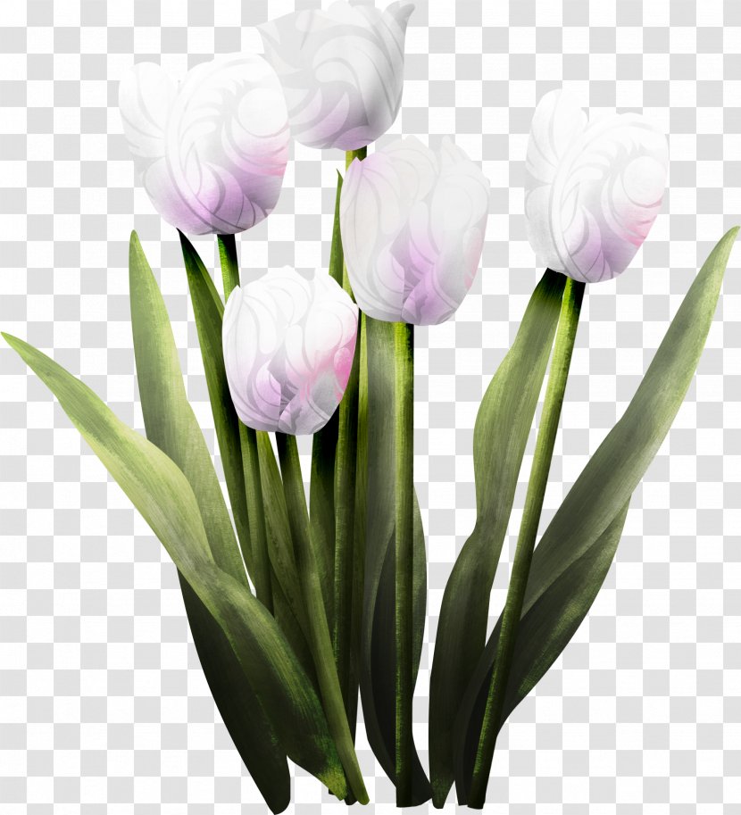 Tulip Flower Clip Art - Purple Transparent PNG