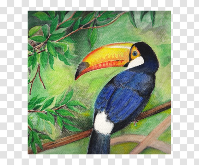 Toucan Painting Beak Fauna Hornbill Transparent PNG