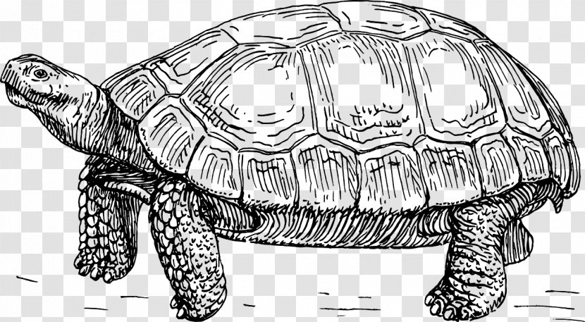 Turtle Reptile Illustration Tortoise Clip Art - Terrapin - Sea Drawing Lineart Transparent PNG