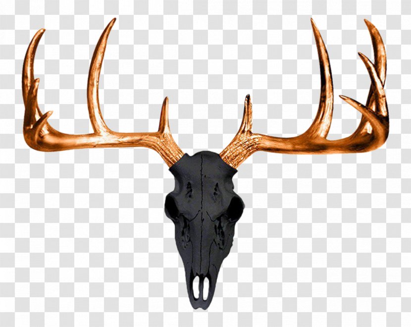 White-tailed Deer Antler Wall Decal Skull - Antlers Transparent PNG