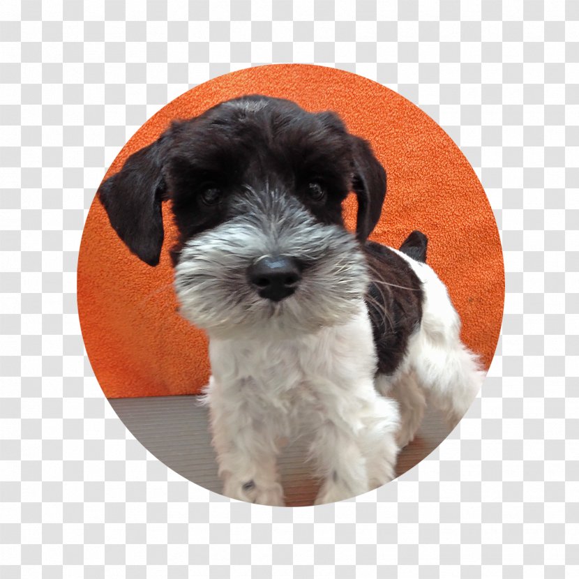 Miniature Schnauzer Schnoodle Tibetan Terrier Dog Breed Havanese - Puppy Transparent PNG