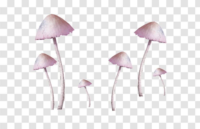 Common Mushroom Fungus - Pink Fresh Decoration Pattern Transparent PNG