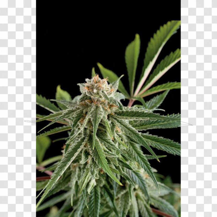 Cannabis Sativa Hemp Haze Seed Bank - Skunk - Stay Away From Transparent PNG