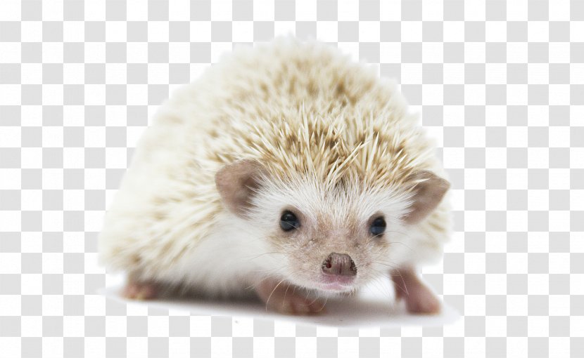 Domesticated Hedgehog Four-toed European Porcupine Rodent Transparent PNG