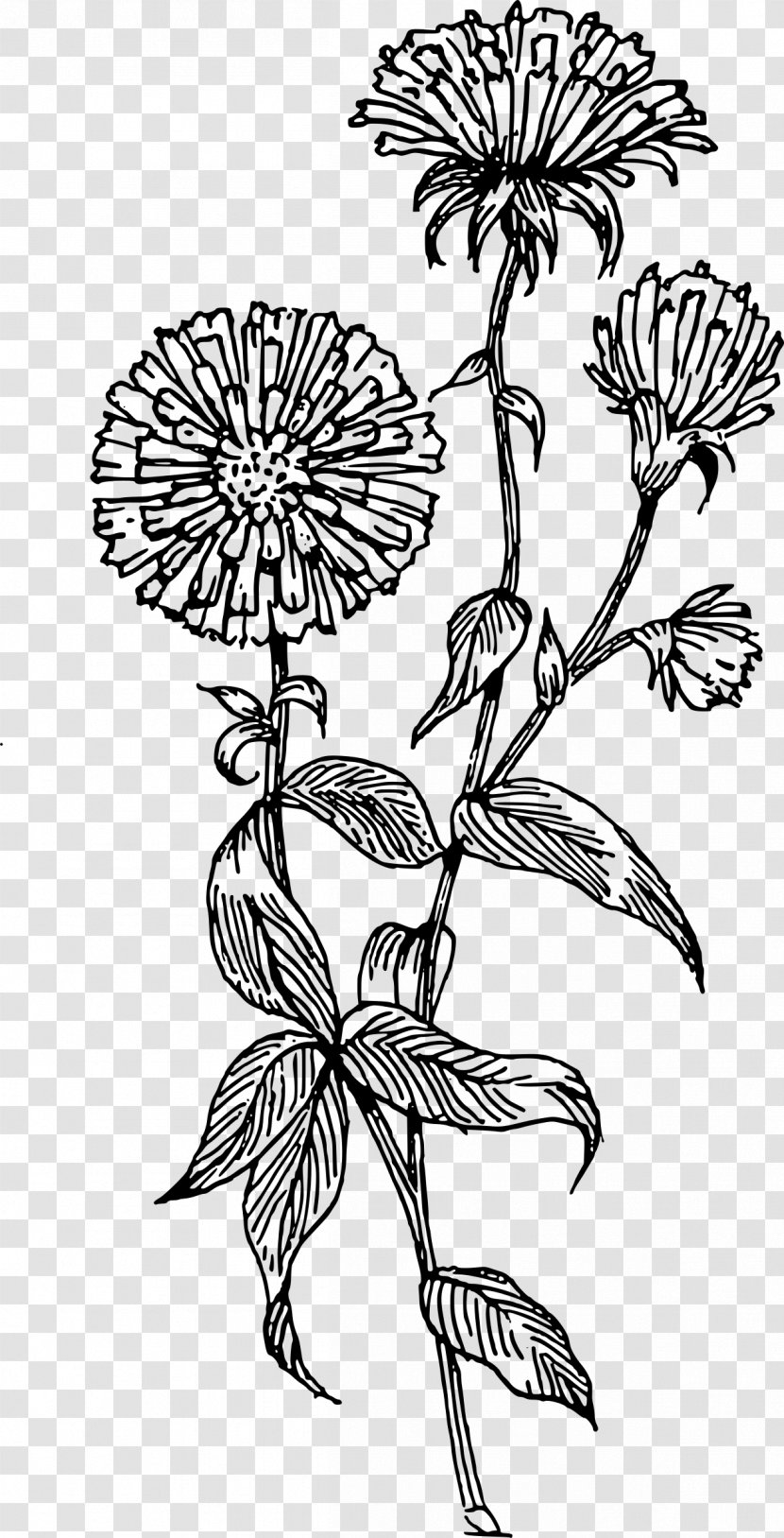 Aster Flower Drawing Clip Art - Symphyotrichum Novibelgii Transparent PNG