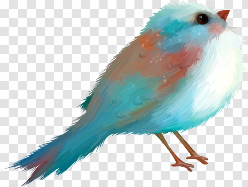 Bird Blue Drawing Turquoise - Fauna Transparent PNG