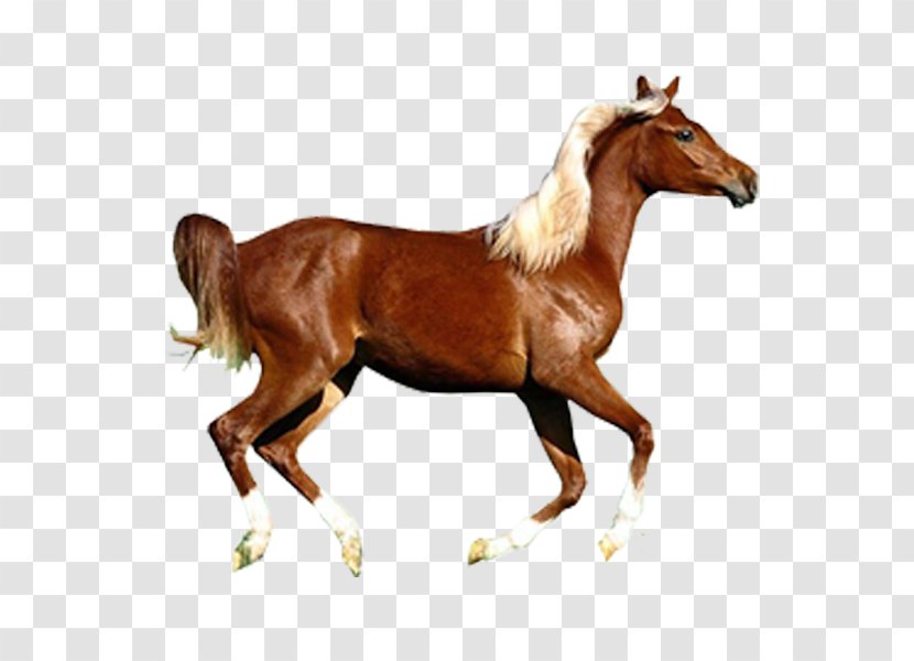 Arabian Horse Konik Pony Wild - Livestock Transparent PNG