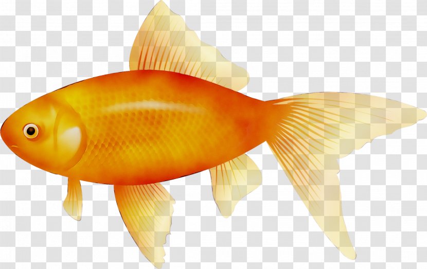 Goldfish Koi Clip Art Image - Internet Meme - Fin Transparent PNG