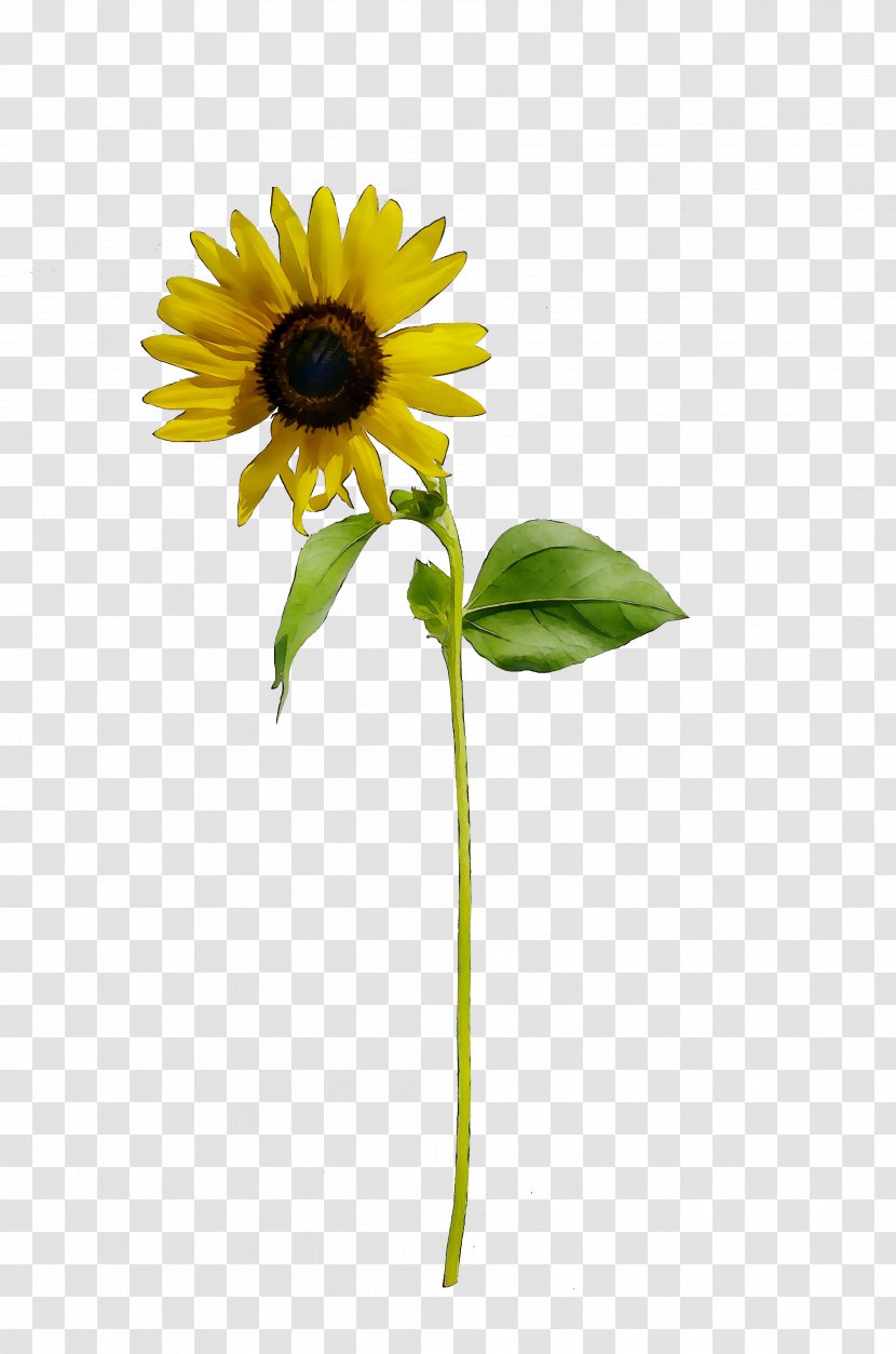 Common Sunflower Yellow Cut Flowers Plant Stem Seed - Plants - Daisy Family Transparent PNG