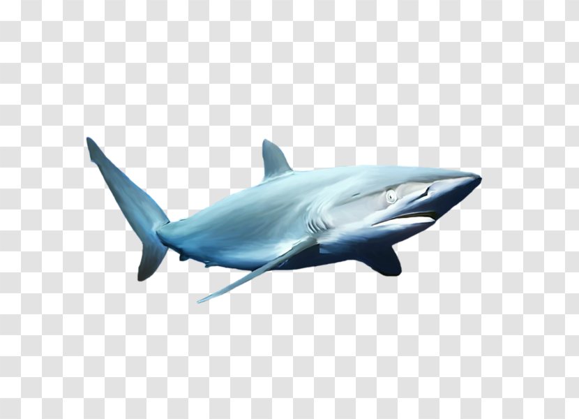 Blue Shark Common Bottlenose Dolphin Transparent PNG