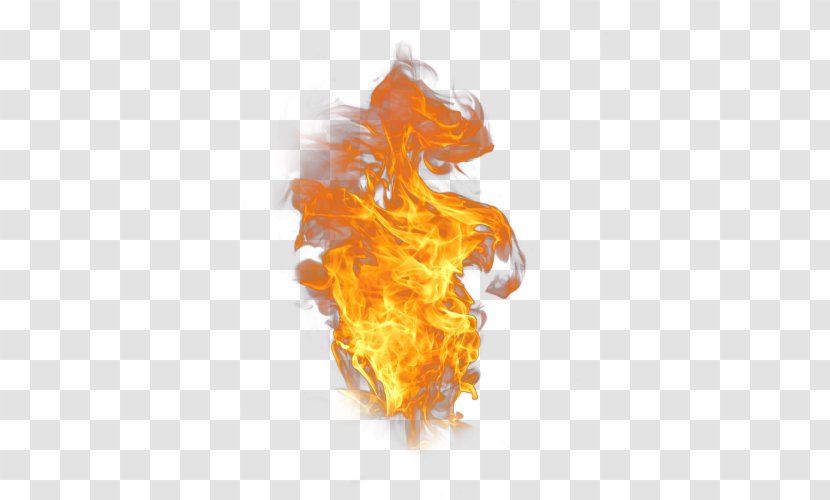 Flame Fire Combustion Desktop Wallpaper - Organism Transparent PNG