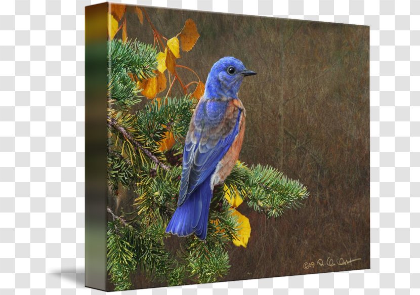 Western Bluebird Painting Fine Art - Bird Transparent PNG