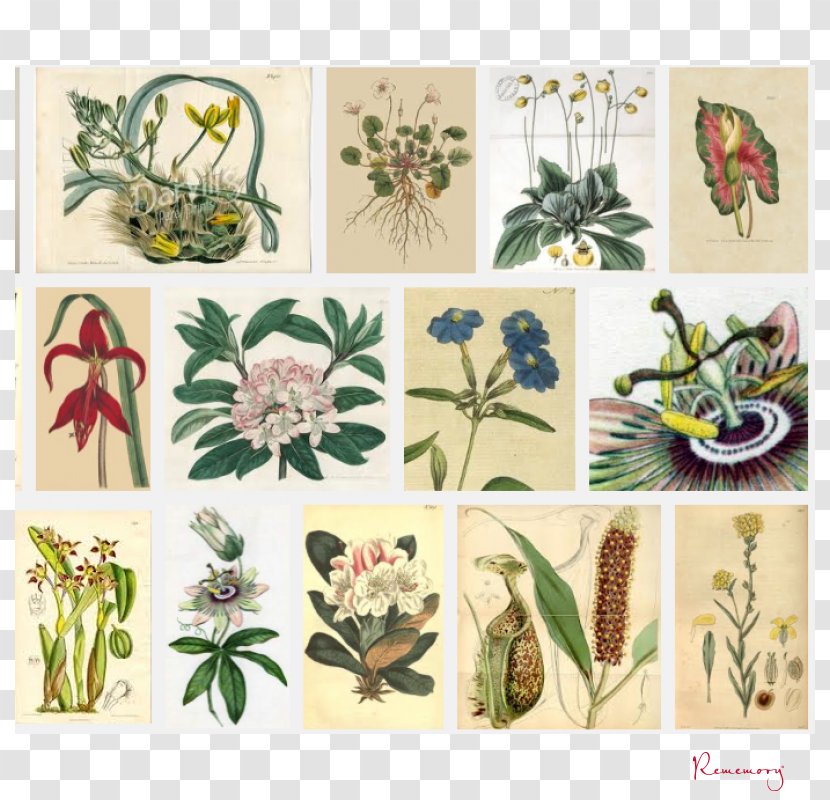 Curtis's Botanical Magazine; Flora Botany - Flower Transparent PNG