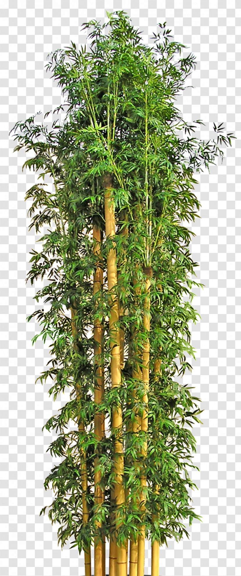 Tree Bamboo Flowerpot - Plant Transparent PNG