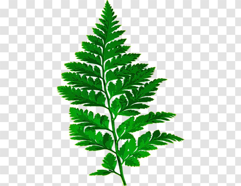 Fern Image Plants Leaf Vascular Plant - Stem Transparent PNG