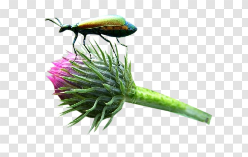 Milk Thistle Insect Bud - Organism - Flower Buds And Insects Picture Material Transparent PNG