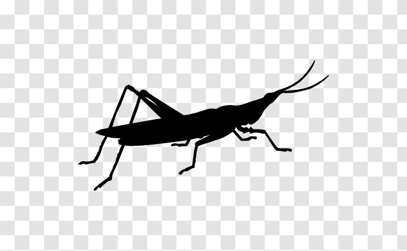 Grasshopper Insect Locust Cricket Symbol - Shape Transparent PNG