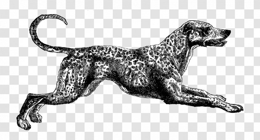 Dalmatian Dog Breed Drawing Spaniel Clip Art - Carnivoran - Dalmatians Transparent PNG