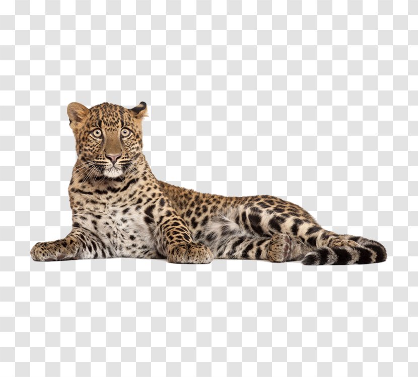 Leopard Photography Download Transparent PNG