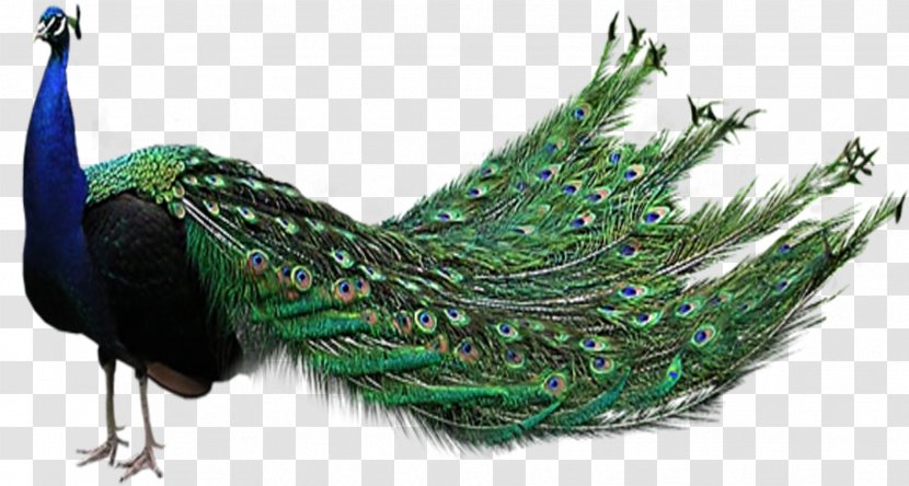 Clip Art Indian Peafowl Image - Feather Transparent PNG