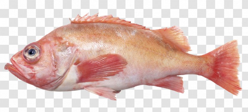 Northern Red Snapper Rose Fish Products Oily - Pollack - Redfish Transparent PNG