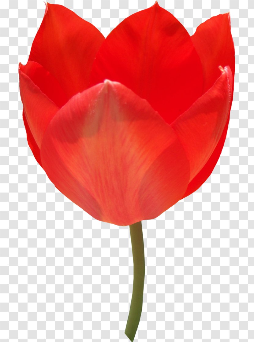 Tulip Flower Desktop Wallpaper Clip Art - Rose Order Transparent PNG