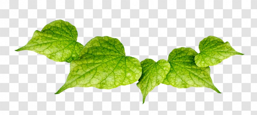 Leaf Image Plants Green - Vegetable Transparent PNG
