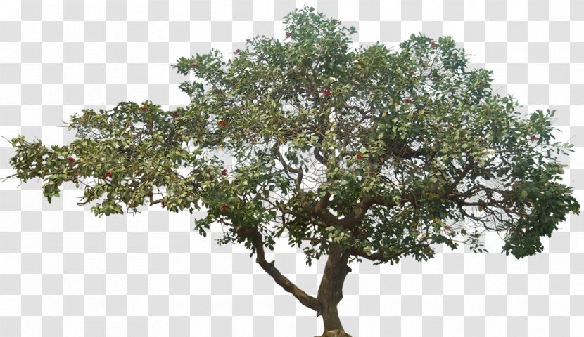Tree Data Compression - Plant - Jenis Pohon Transparent PNG