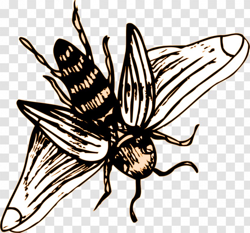 Insect Western Honey Bee Clip Art - Fly Transparent PNG