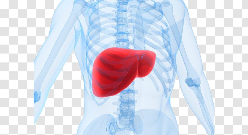 Detoxification Acetaminophen Liver Food Health - Heart Transparent PNG