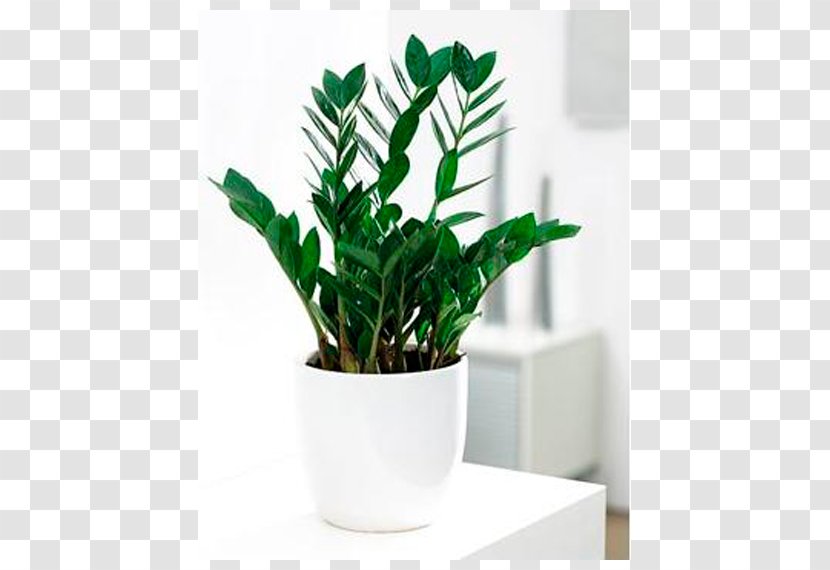 Flowerpot Houseplant Zamioculcas Zamiifolia Zamia - Transplanting - Plant Transparent PNG