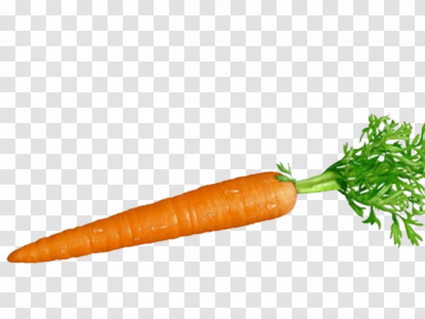 Carrot And Stick Root Vegetables Food - Protein Transparent PNG