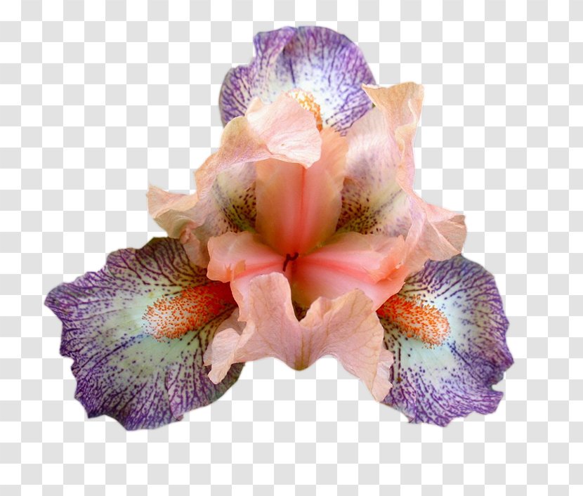 Cut Flowers Petal - Iris - 音乐 Transparent PNG