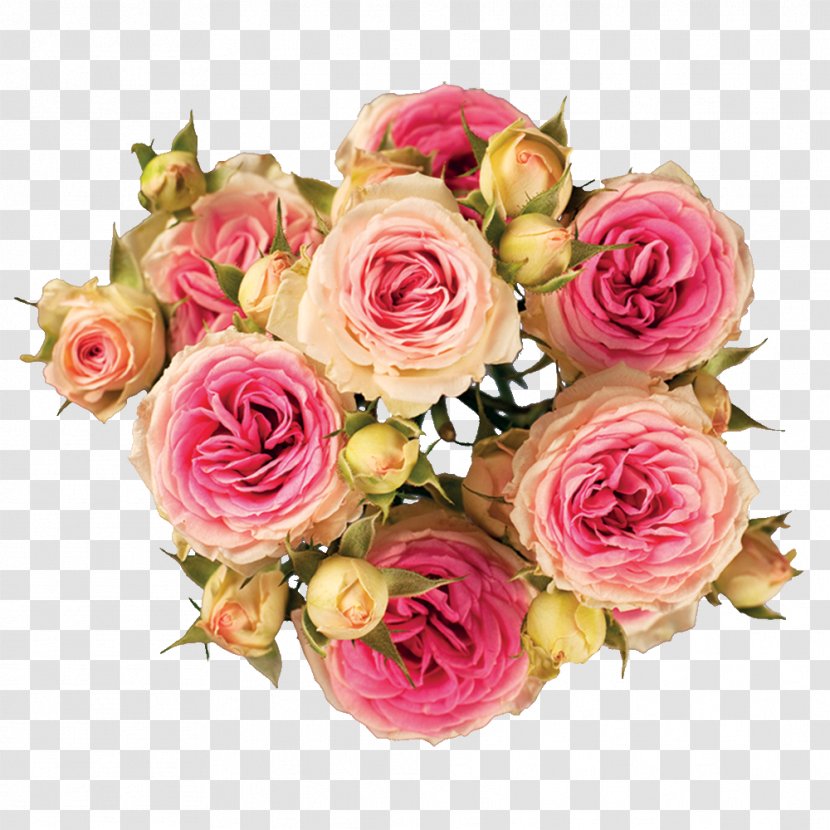 Garden Roses Cabbage Rose Cut Flowers Hybrid Tea - Family - Flower Transparent PNG