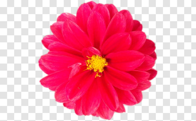 Cut Flowers Dahlia Petal Red - Annual Plant - Vektor Transparent PNG