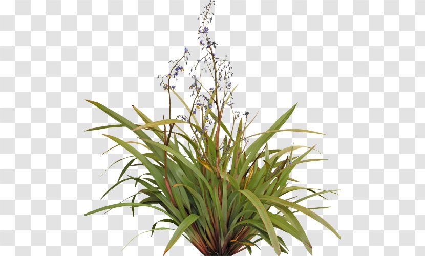 Tasmanian Flax-lily Flower Plants Shrub Grow Light - Plant - Yl Seedlings Transparent PNG