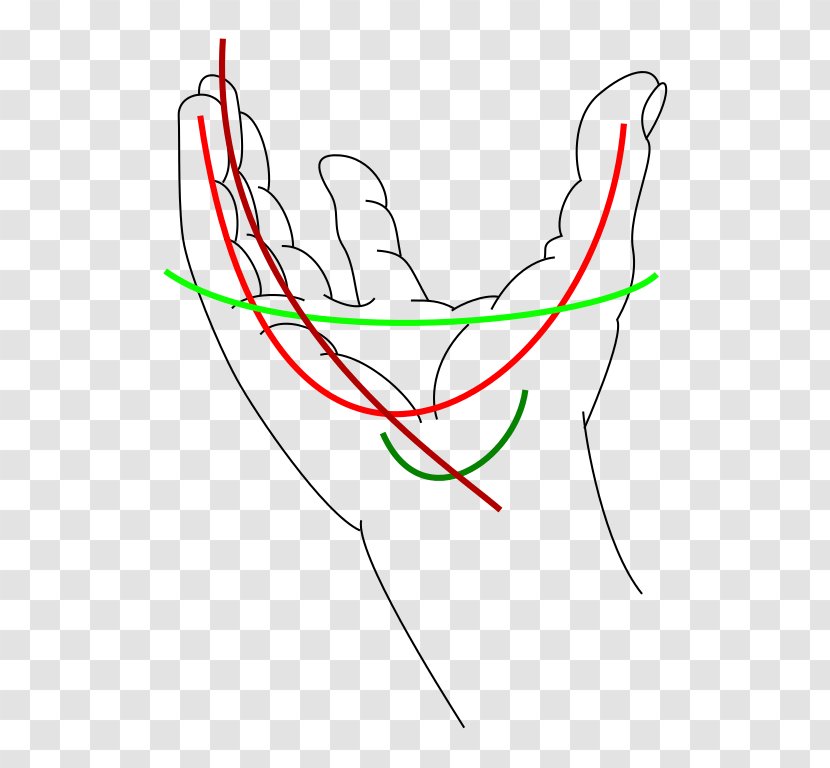Carpal Bones Dorsal Arch Tendon Wrist Hand - Area Transparent PNG