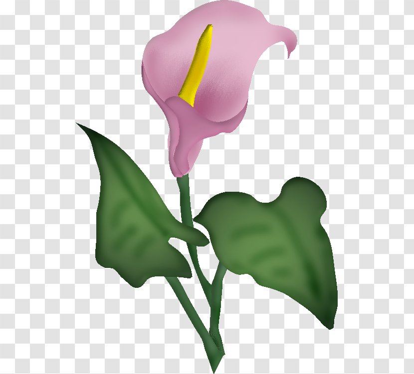 Flower Blume Painting Clip Art Transparent PNG