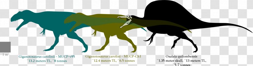Spinosaurus Oxalaia Giganotosaurus Suchomimus Tyrannosaurus - Argentinosaurus - T Rex Transparent PNG