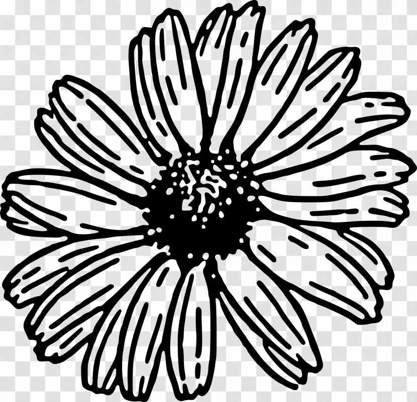Transvaal Daisy Family Common Clip Art - Flora Transparent PNG