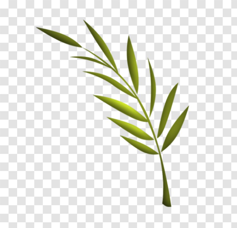 Leaf TinyPic Video Plant Stem - Photoscape - Pl Transparent PNG