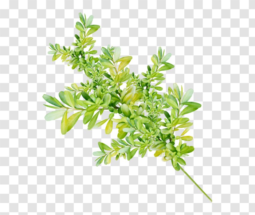 Flower Plant Leaves Stem Clip Art Transparent PNG