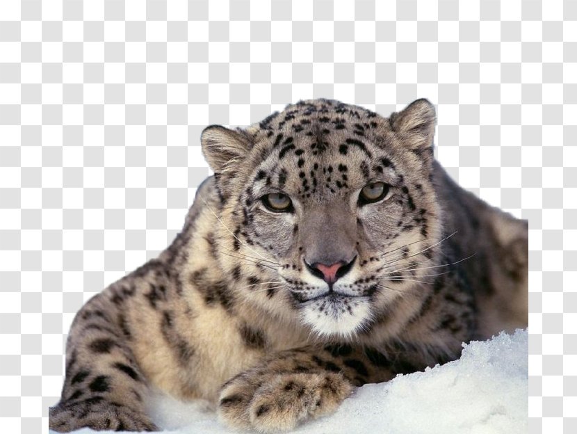 The Snow Leopard Felidae Cat - Carnivore - Close-up Transparent PNG