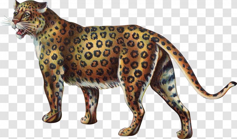 Leopard Cheetah Tiger Lion Cat - Organism Transparent PNG